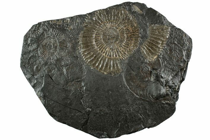 Dactylioceras Ammonite - Posidonia Shale, Germany #228042